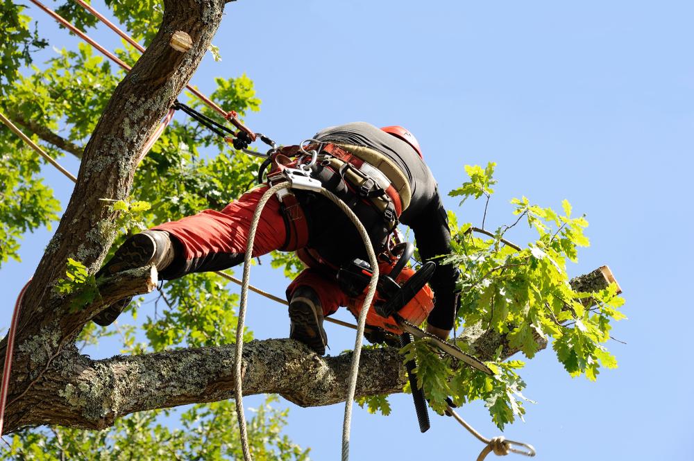 arboriculteur